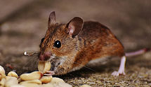 24 Hour & Emergency Exterminators in Ca State Univ Fresno, CA